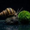 Pianoschnecke