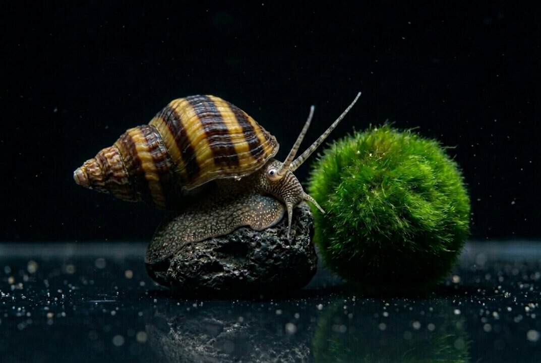 Pianoschnecke