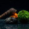 Orange Felsenschnecke