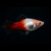 Platy Showa Tricolor