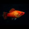 Platy spotted red flame