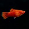 Korallenplaty rot