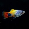 Platy Blue Butterfly