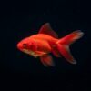 Goldfisch Schleierschwanz rot