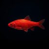 Goldfisch rot