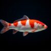 Koi Karpfen