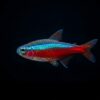 Roter Neonsalmler