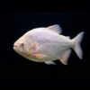 Roter Pacu Albino
